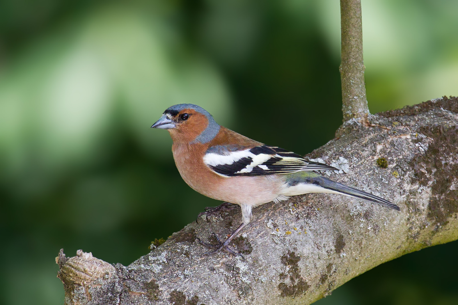 Pinka obyčajná/lesná (Fringilla coelebs)